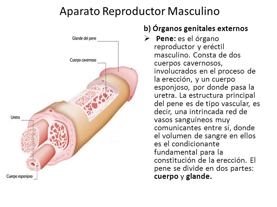 Si es posible aumentará el miembro